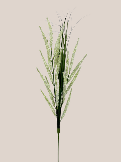 Astilbe Blanco