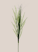 Astilbe Blanco