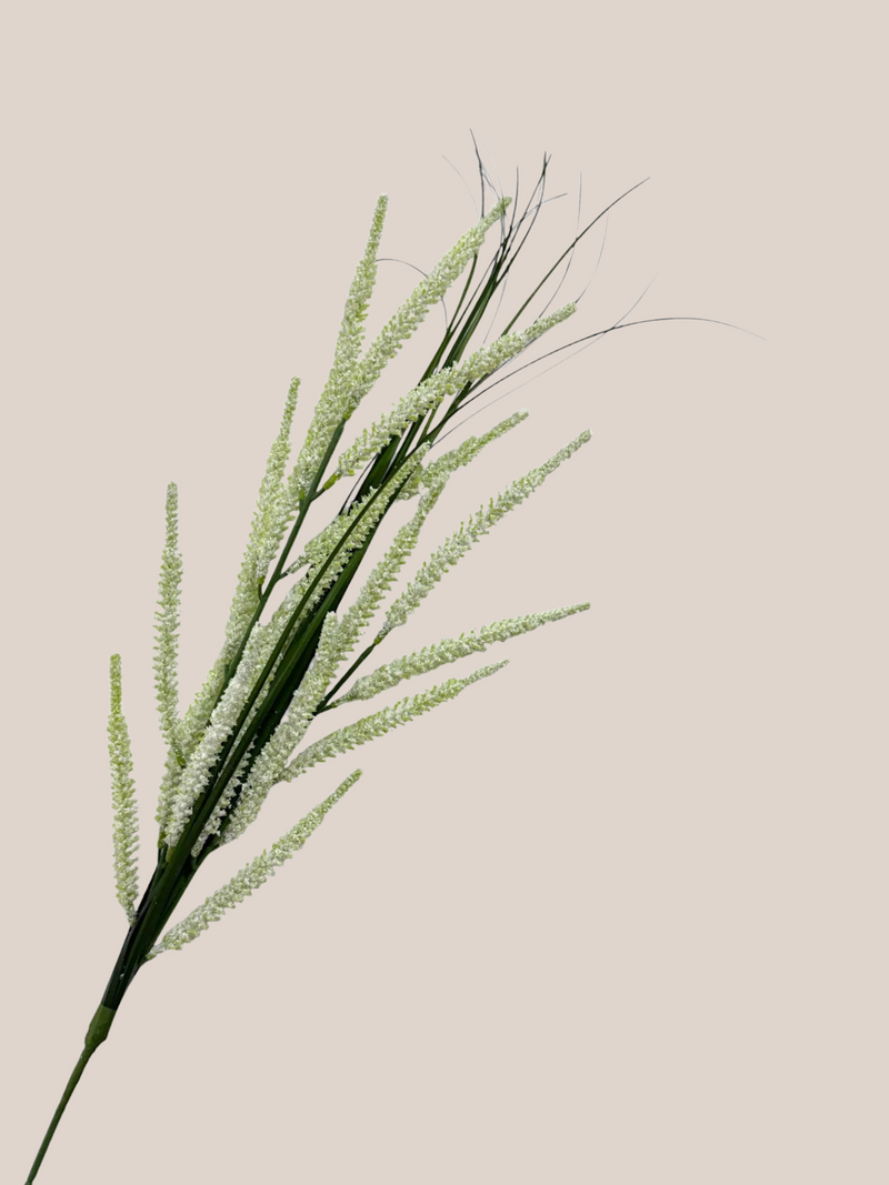 Astilbe Blanco