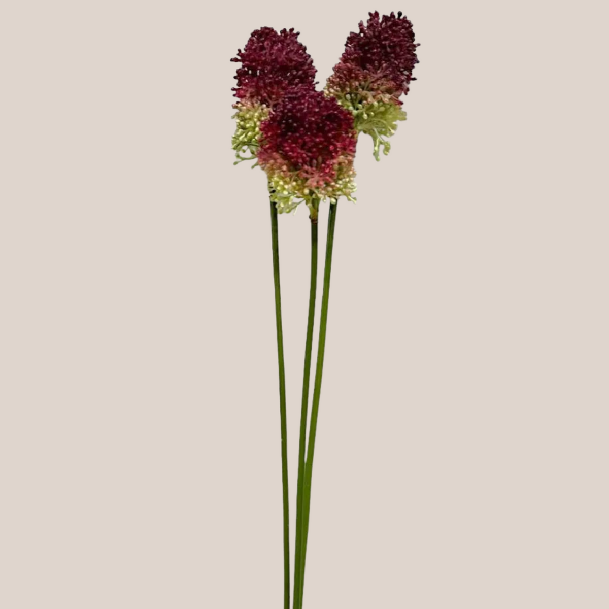 Bulbos de Allium