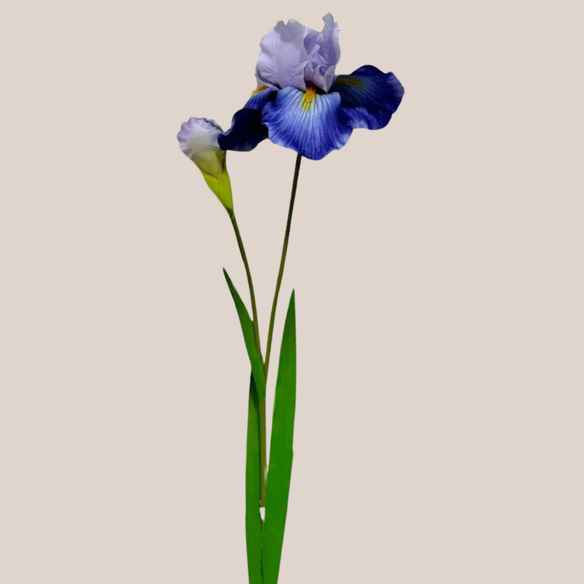 Iris L