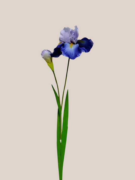 Iris L