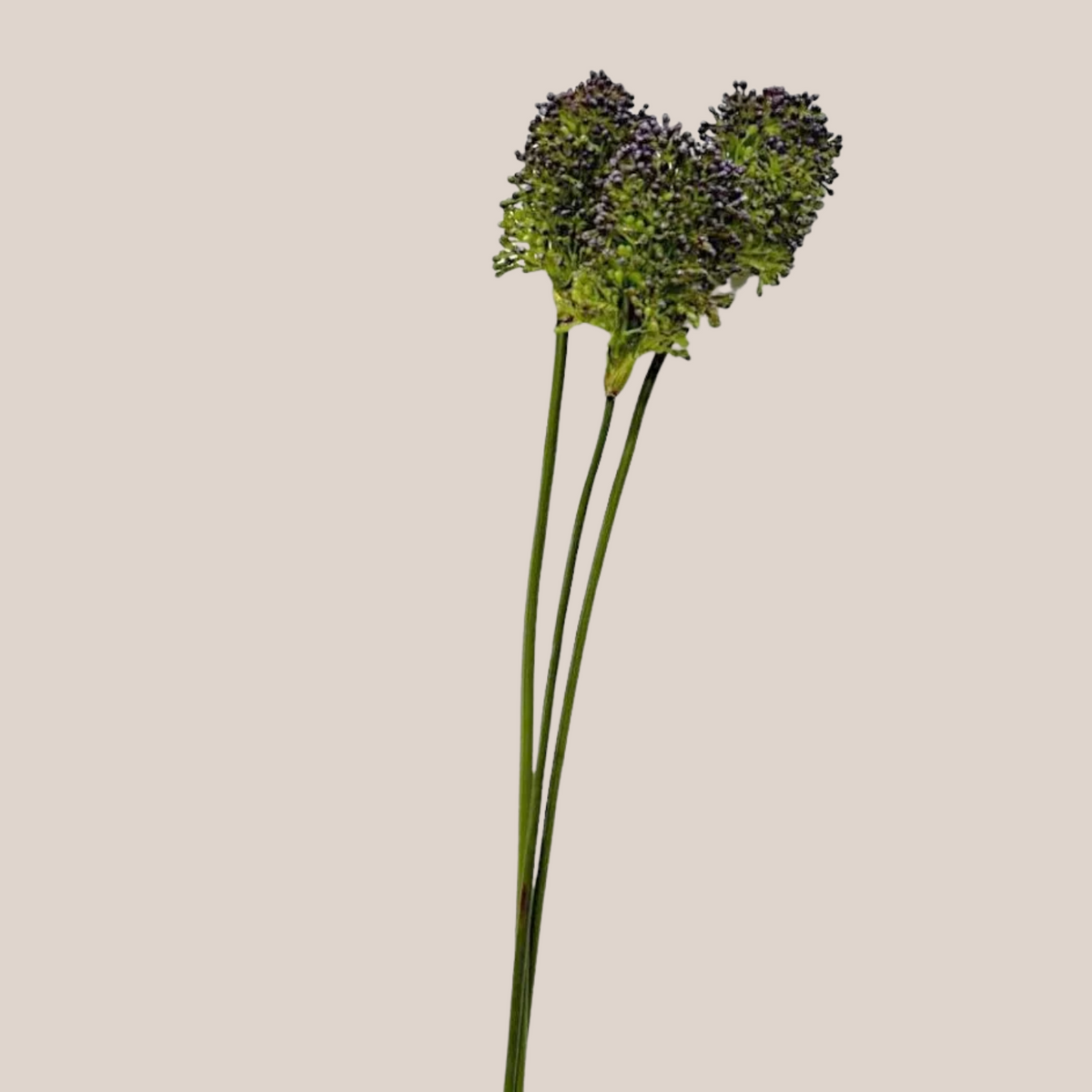 Bulbos de Allium
