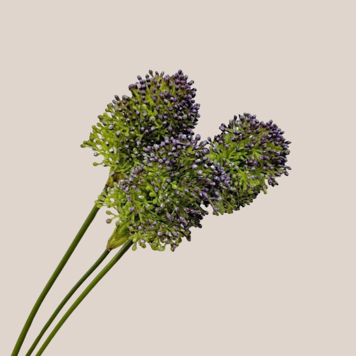 Bulbos de Allium