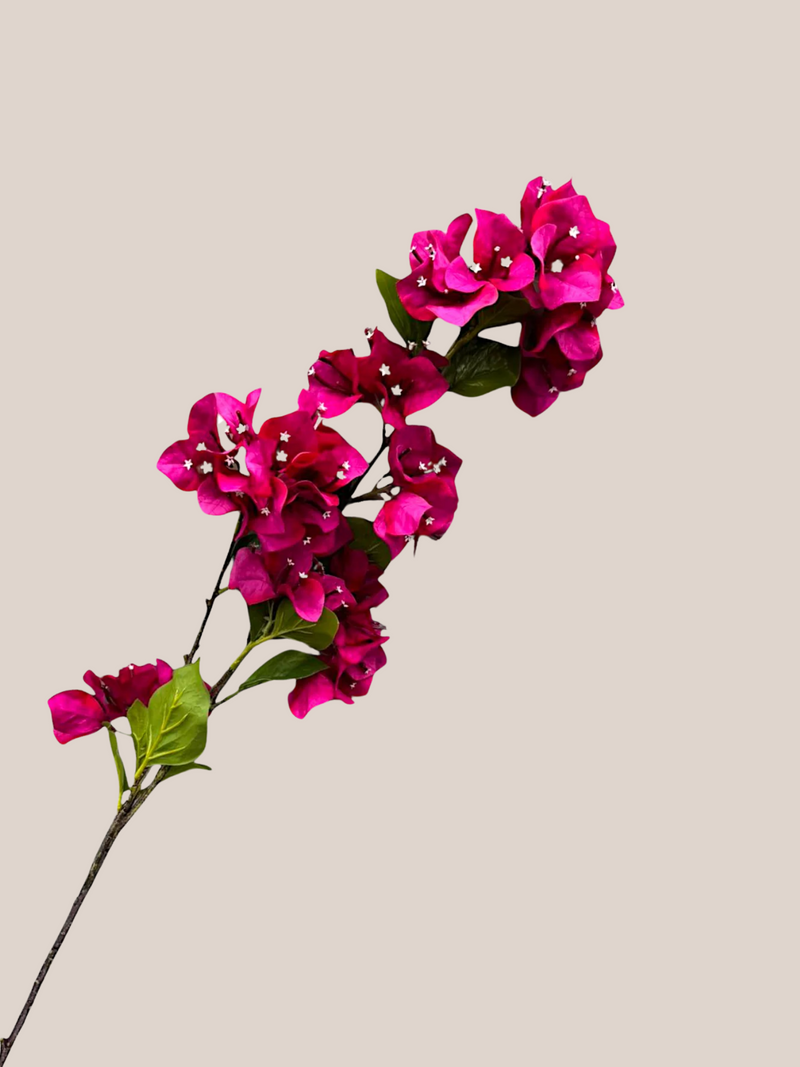 Buganvilia Fucsia