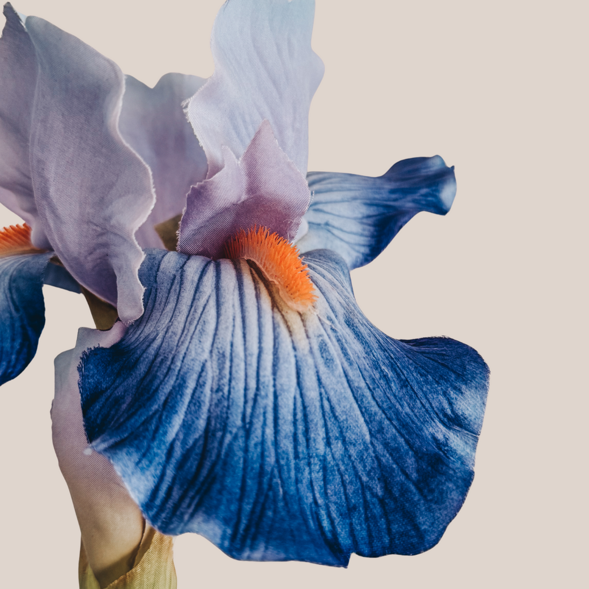 Iris L