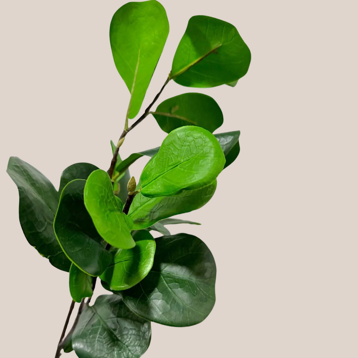 Hojas Fiddle