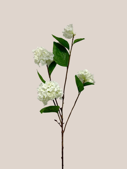 Hortensia Copo de Nieve