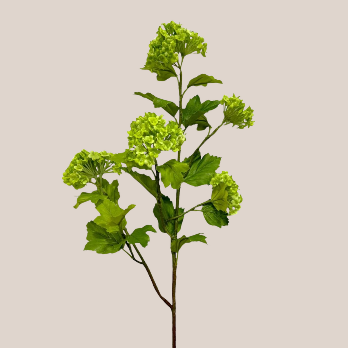 Hortensia Copo de Nieve