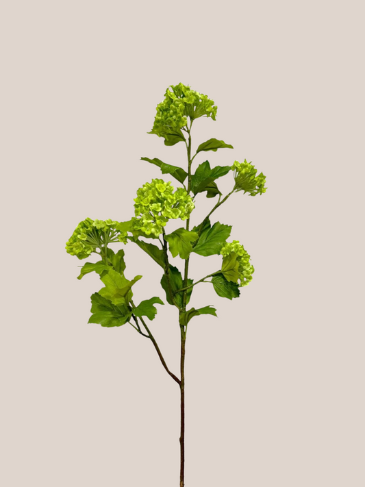 Hortensia Copo de Nieve