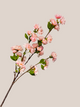 Cherry Blosom