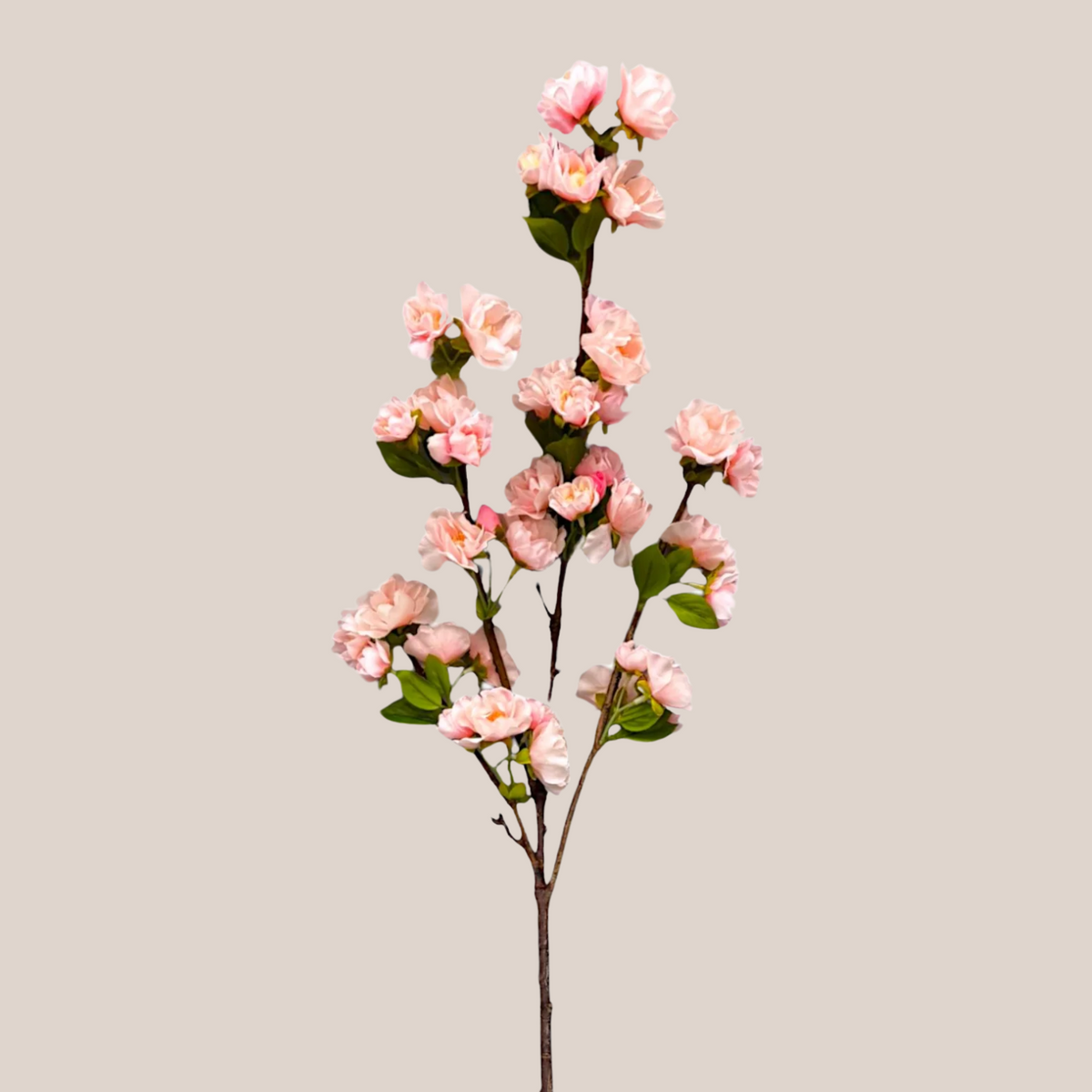 Cherry Blosom