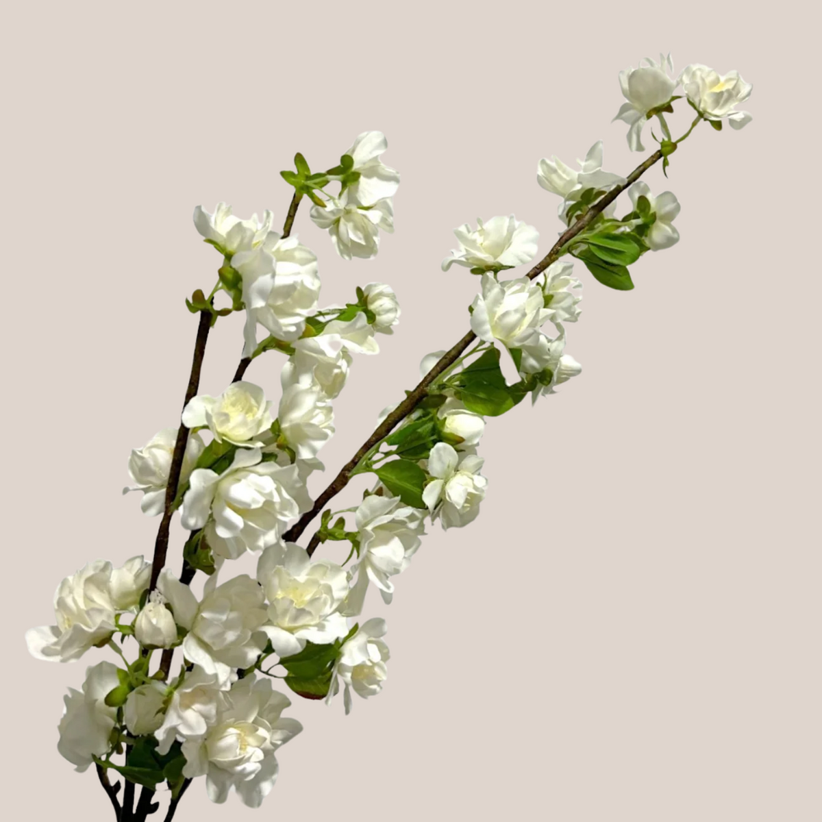 Cherry Blosom