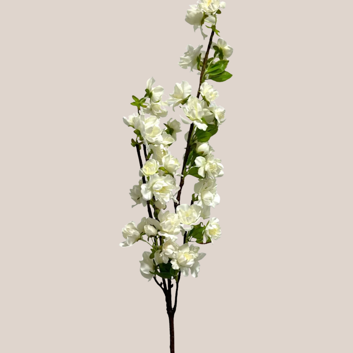 Cherry Blosom