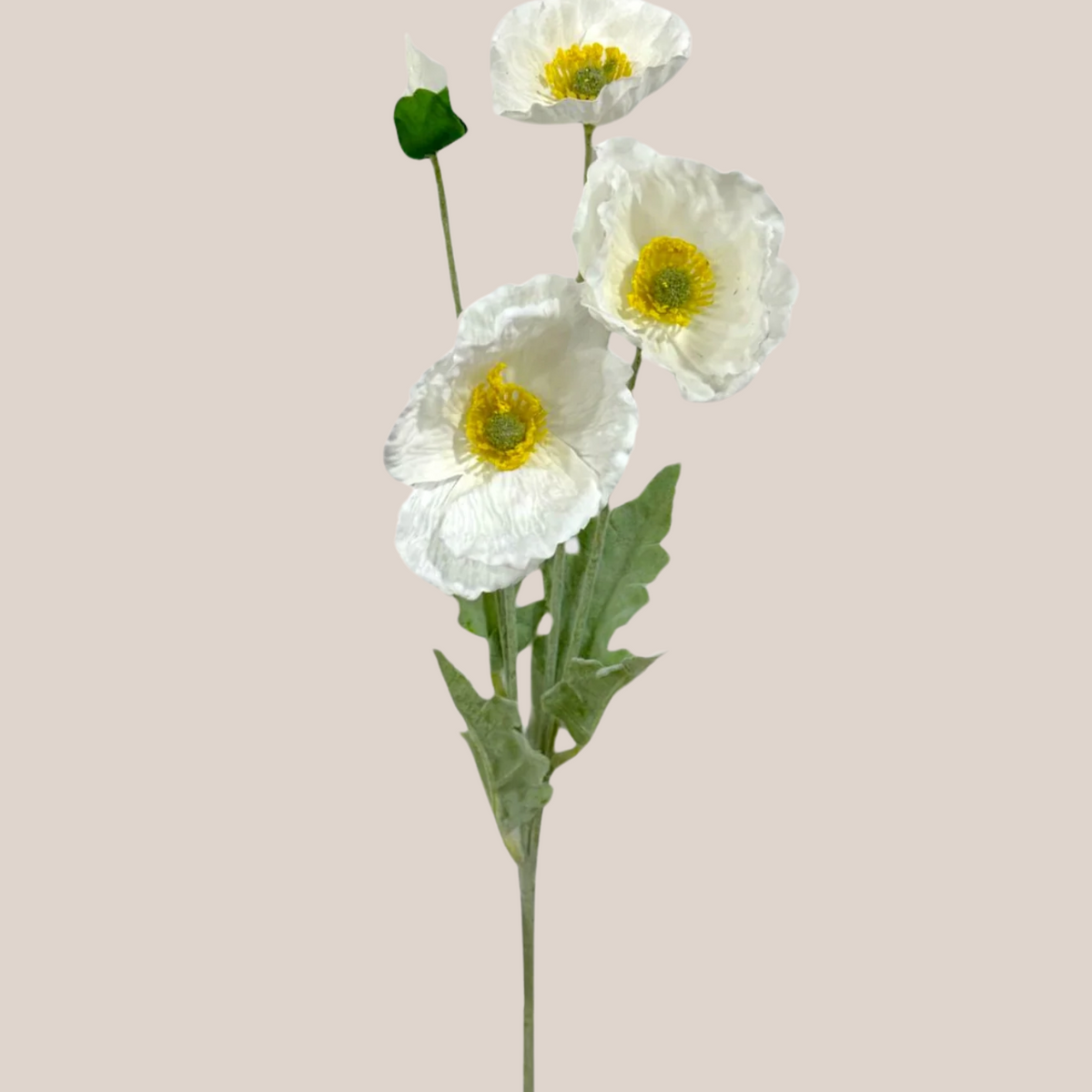 Cosmo