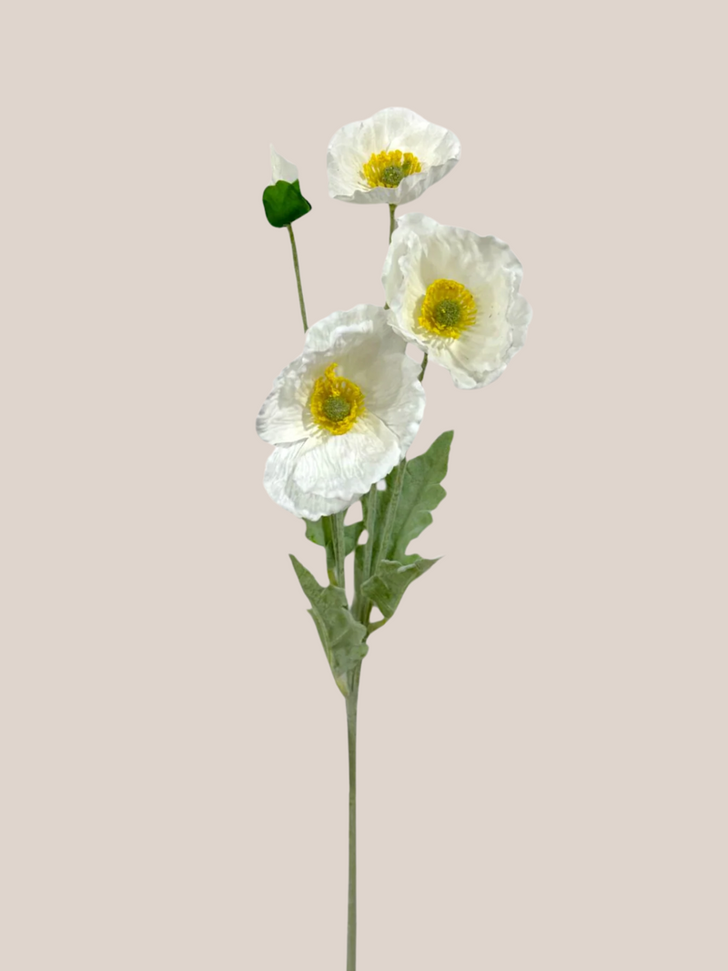 Cosmo Blanco