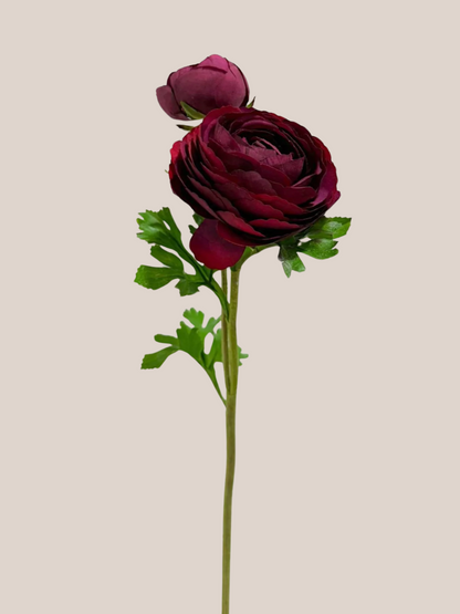 Ranúnculo Burgundy