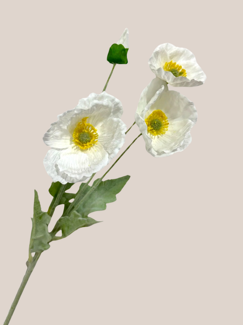 Cosmo Blanco