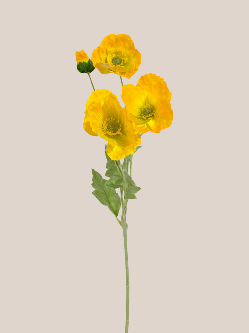 Cosmo Amarillo