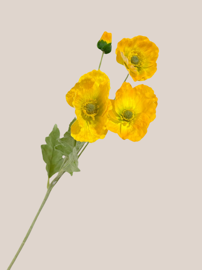 Cosmo Amarillo