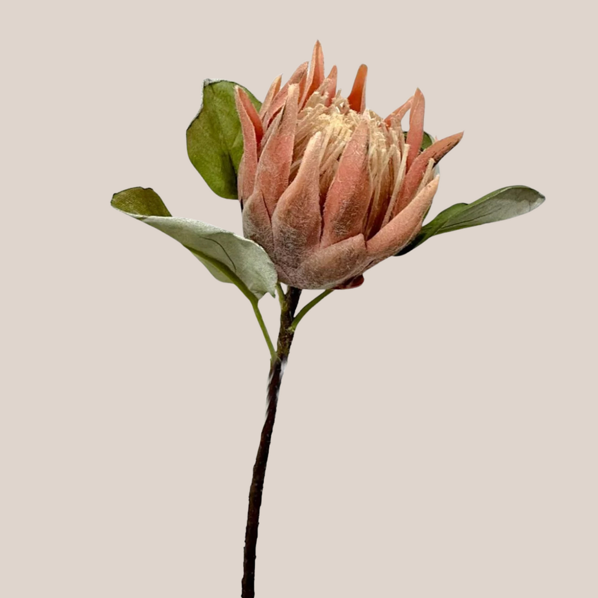 Protea King Abierta