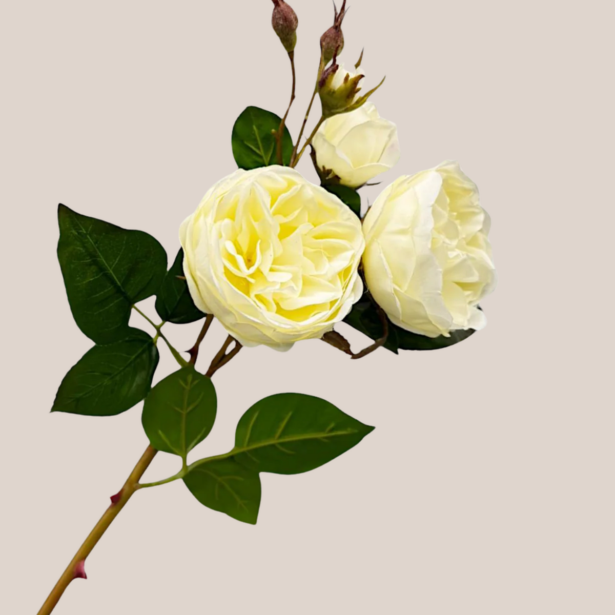 Rosa Cabbage