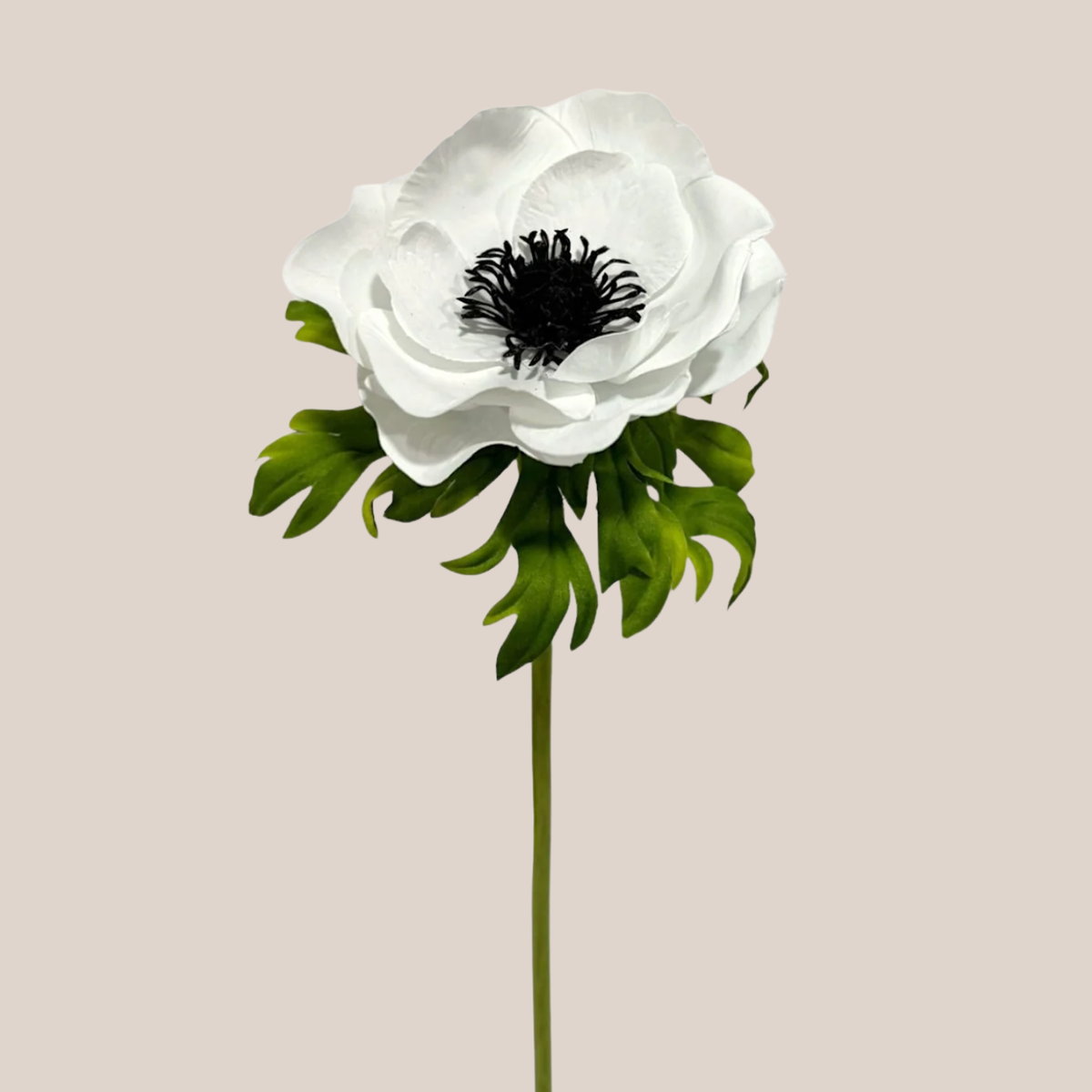 Anémona Amapola