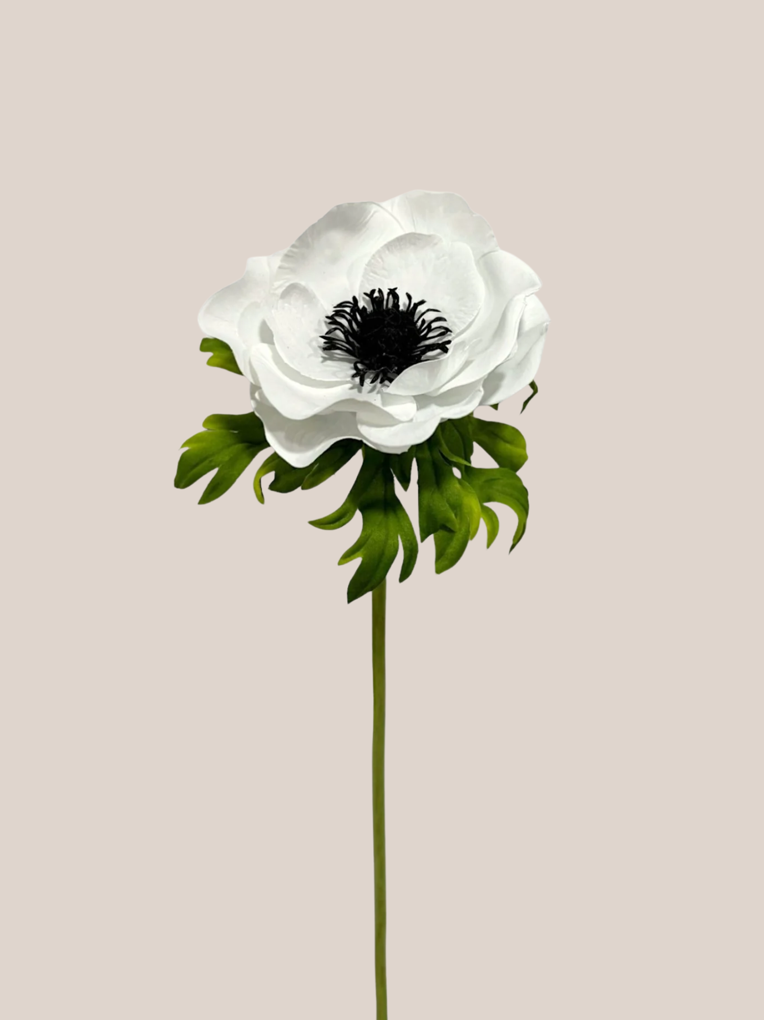 Anémona Amapola