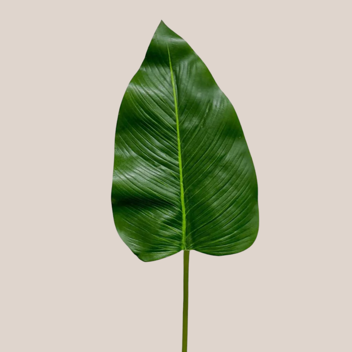 Calla Lily
