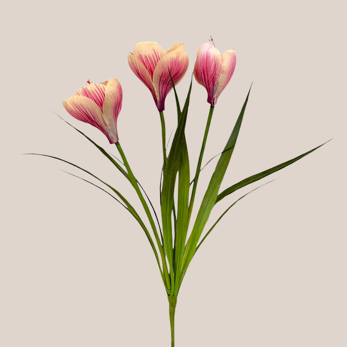 Crocus