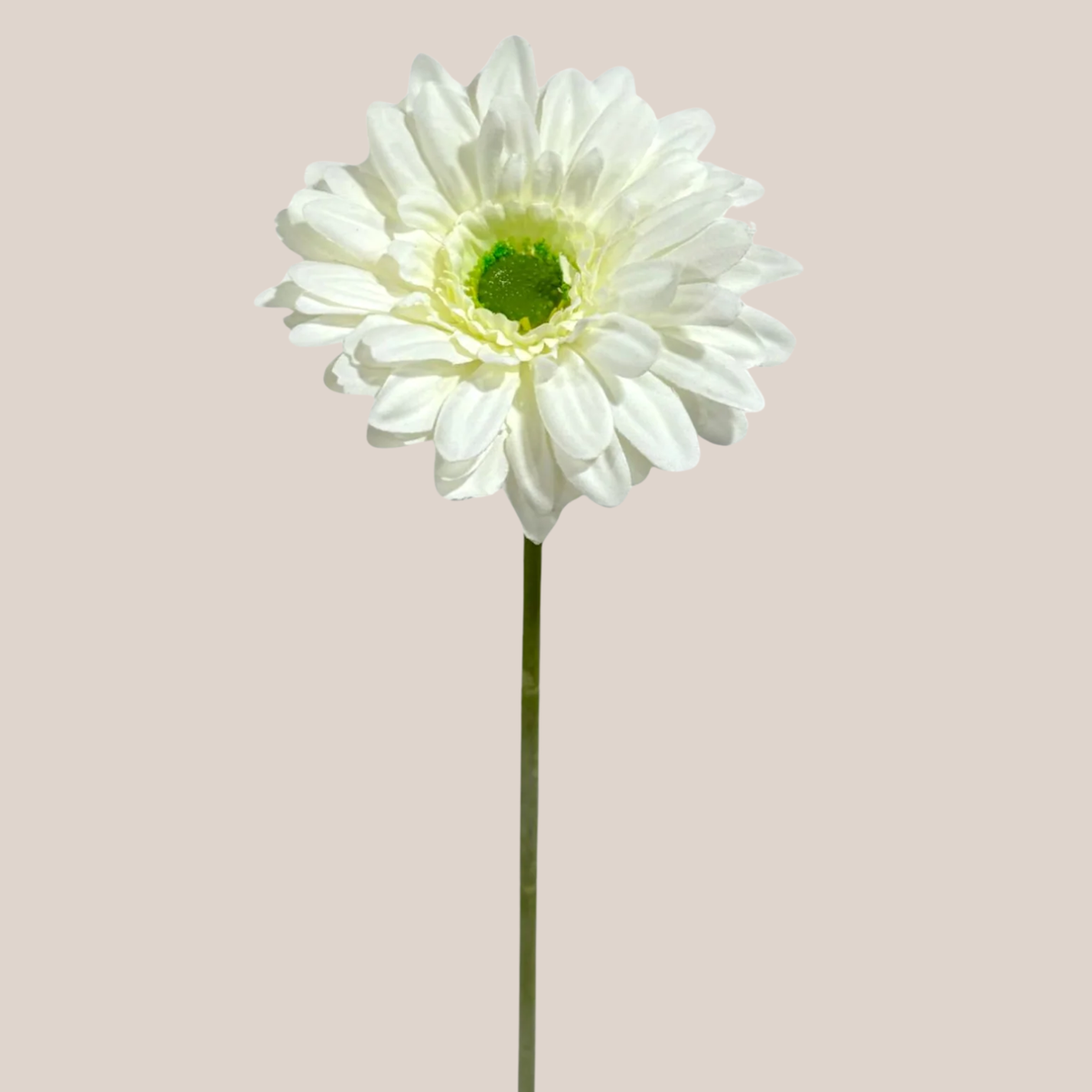 Gerbera