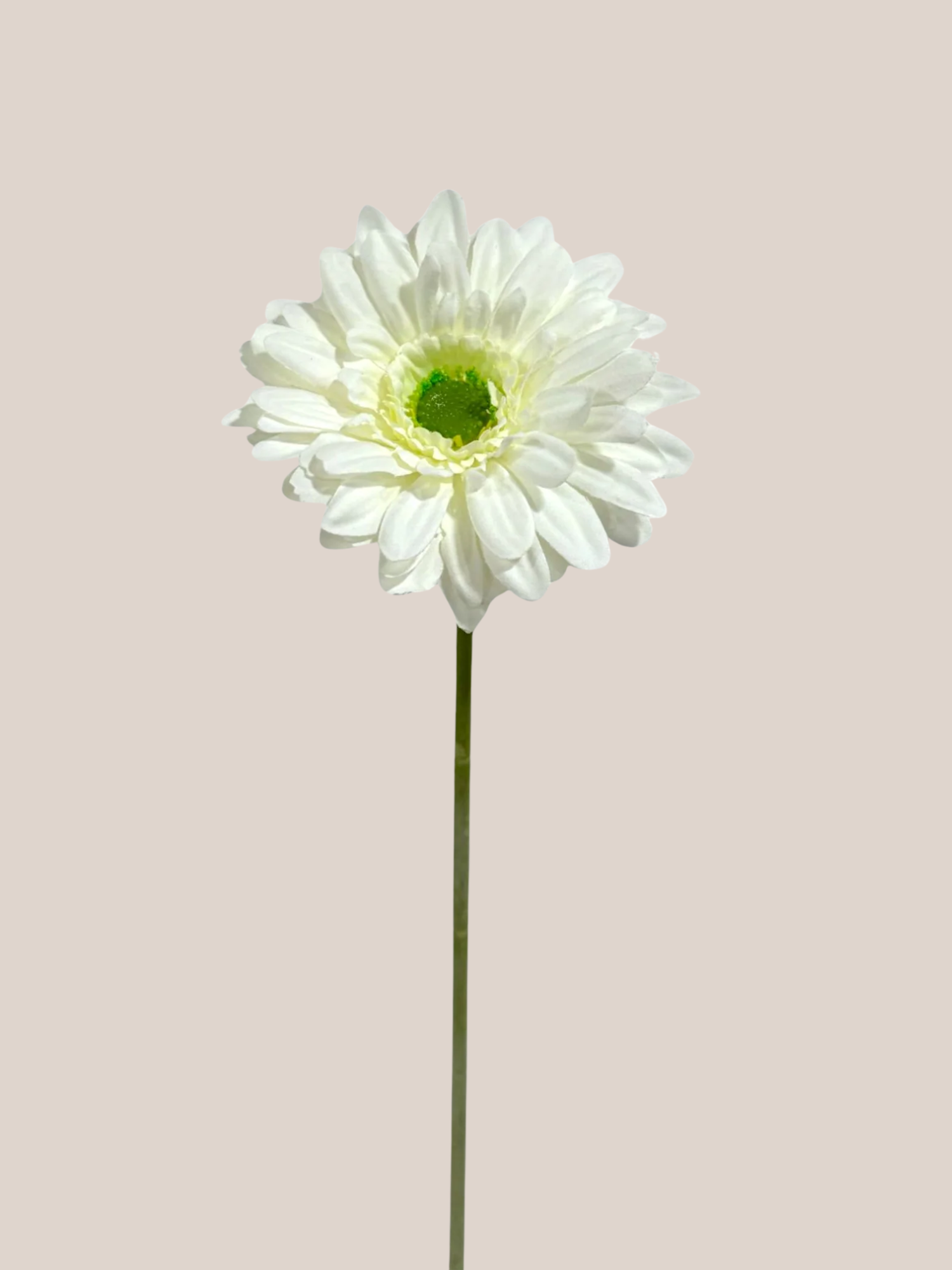 Gerbera