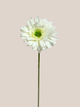 Gerbera