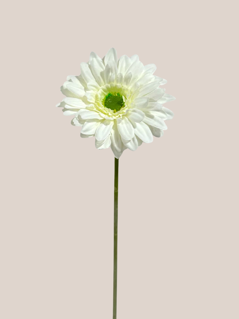 Gerbera