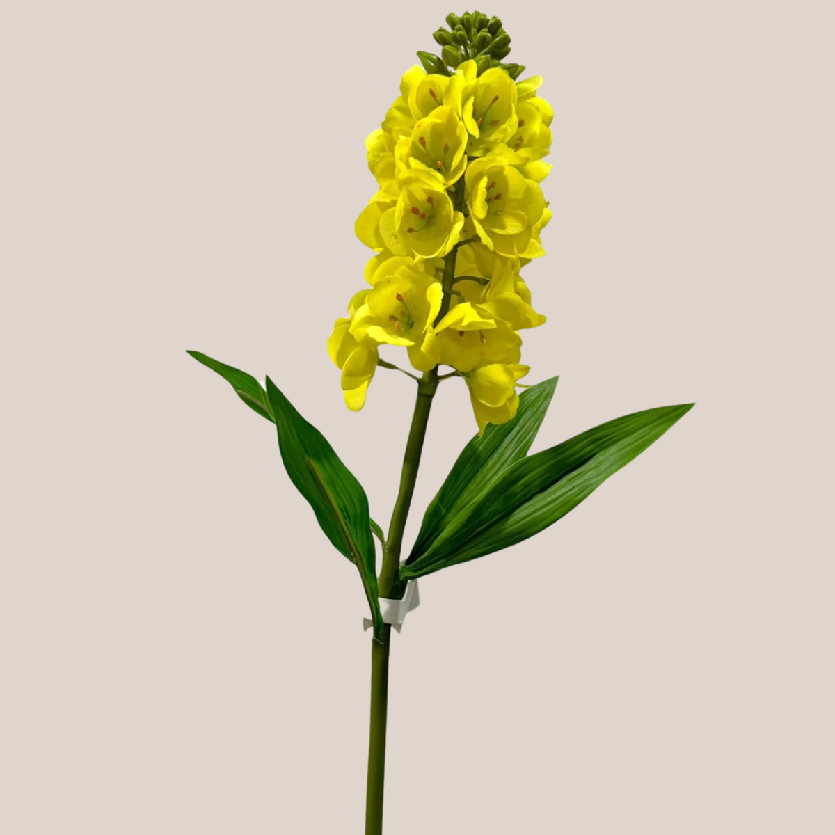 Persian Lily