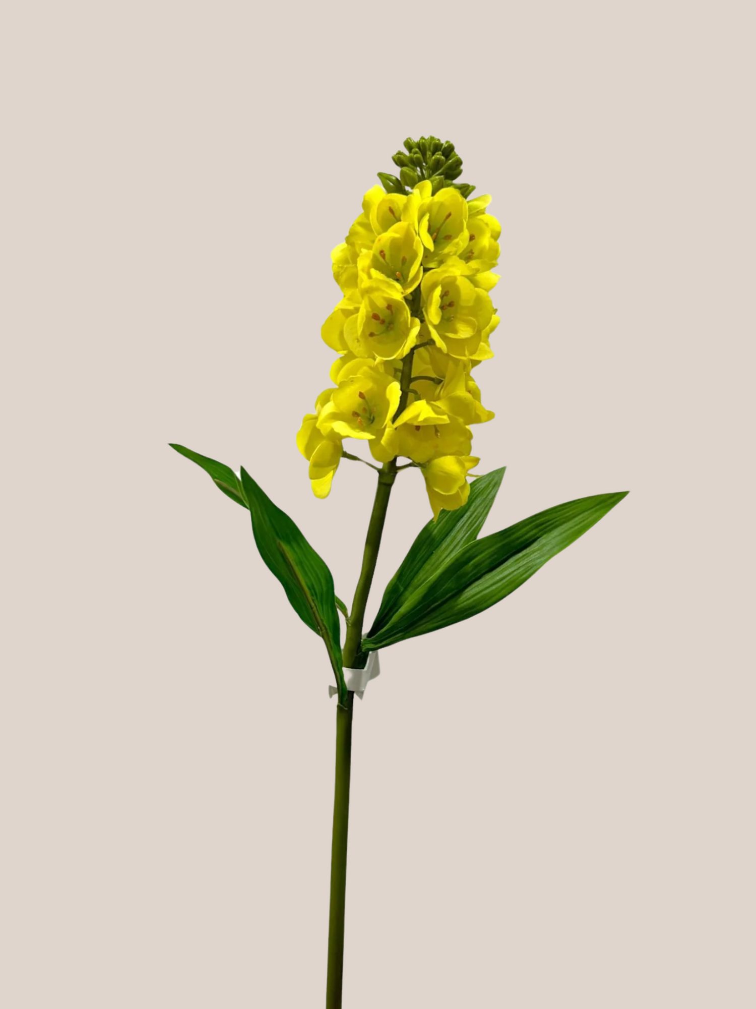 Persian Lily