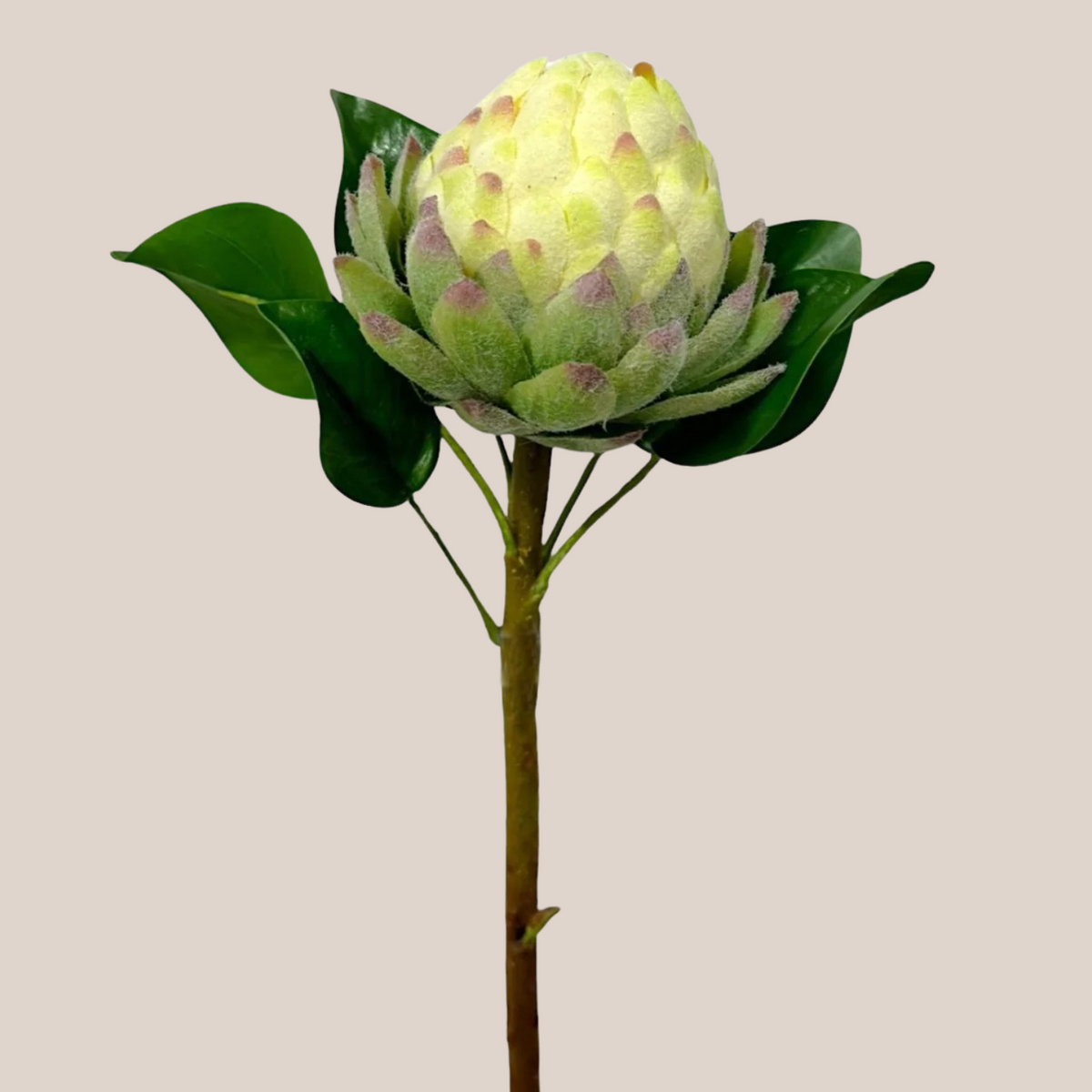 Protea Rey