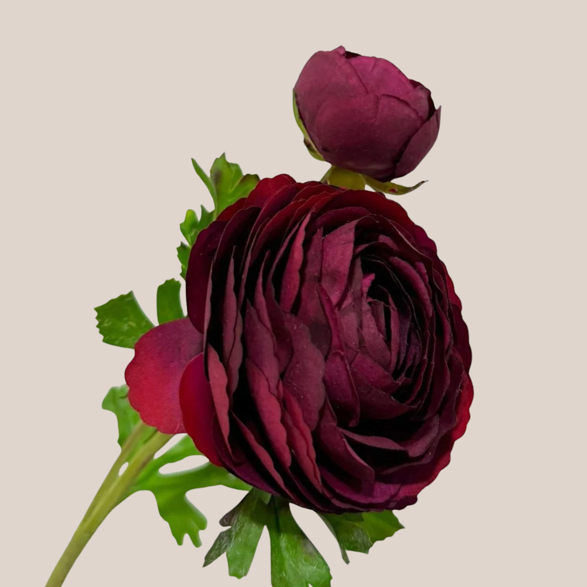 Ranúnculo Burgundy