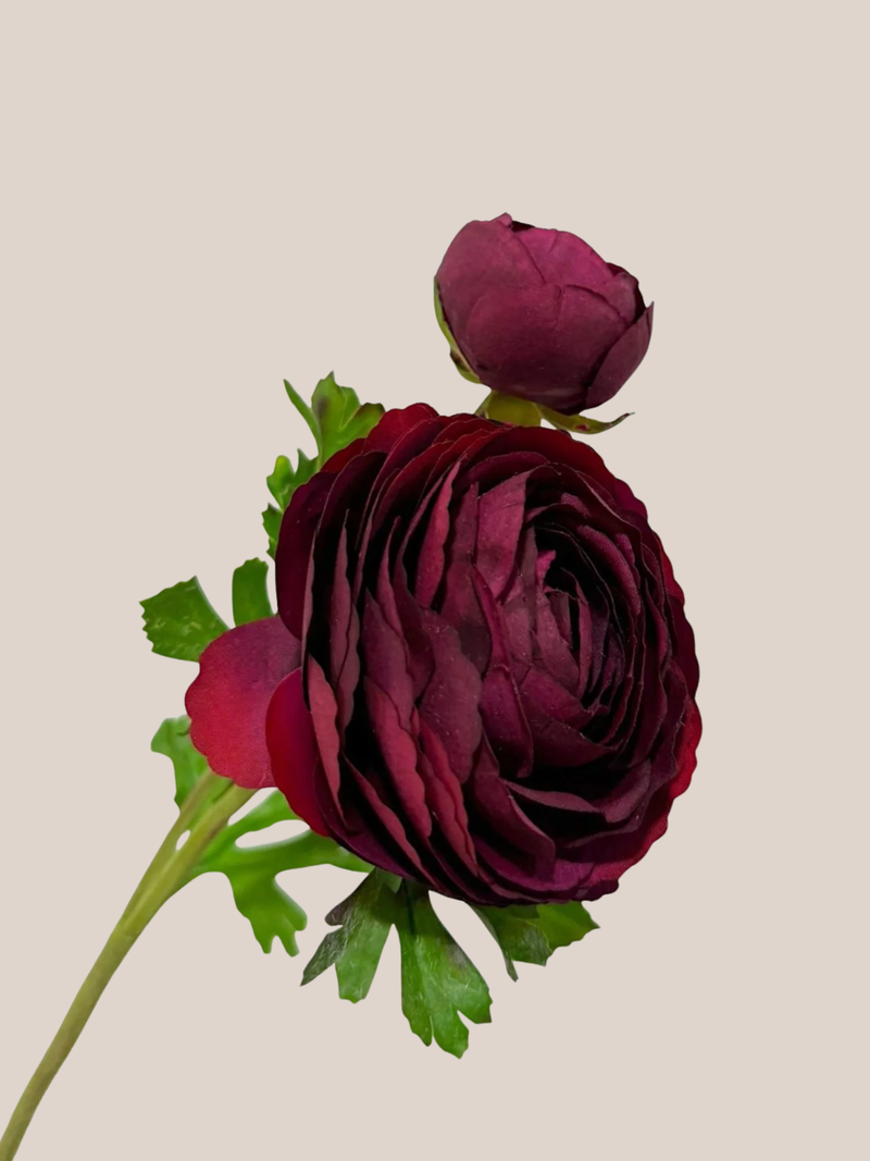 Ranúnculo Burgundy