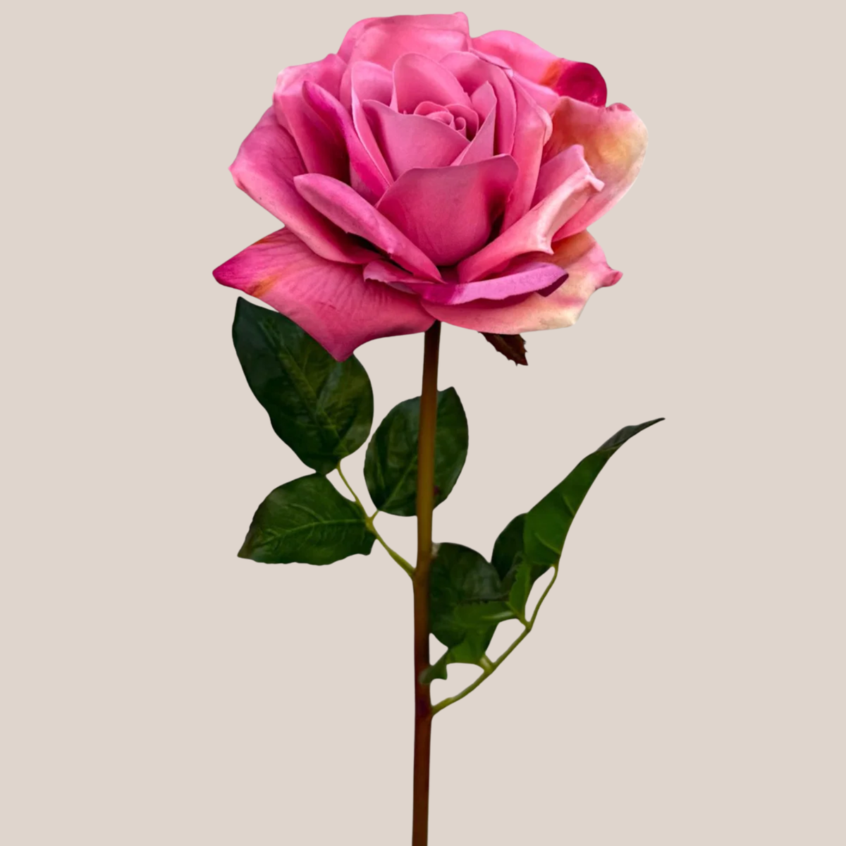 Rosa Fucsia