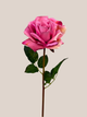 Rosa Fucsia