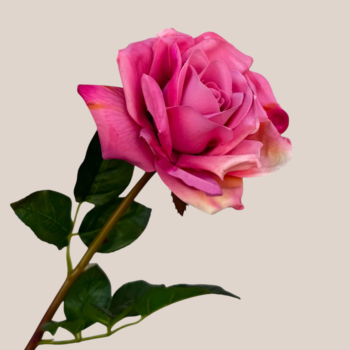 Rosa Fucsia