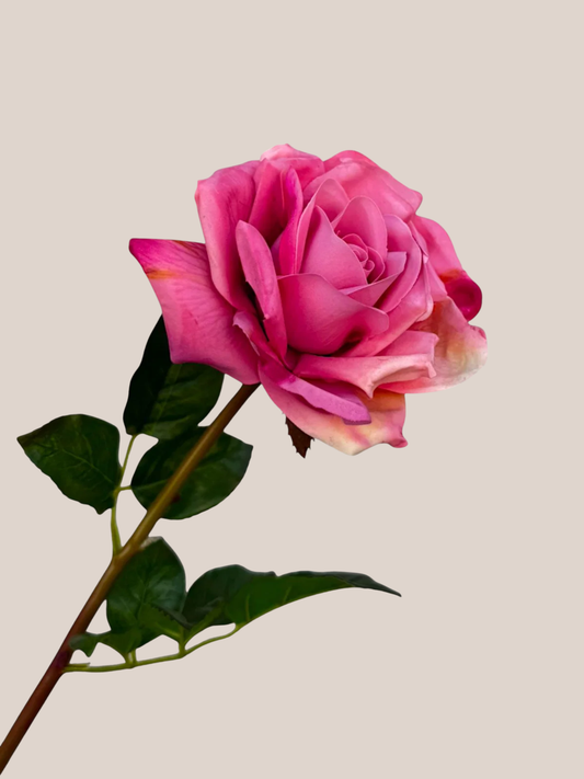 Rosa Fucsia