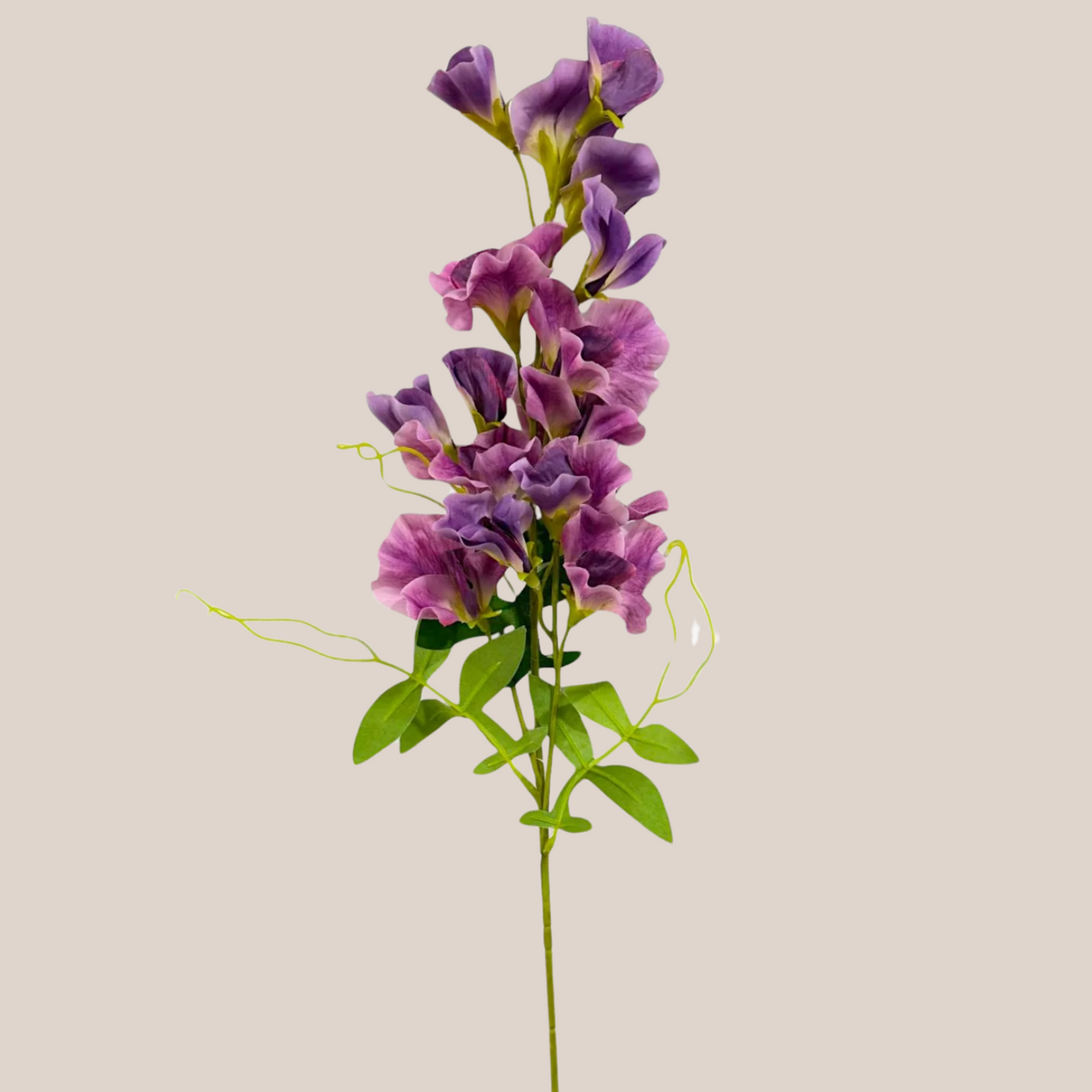 Sweet Pea