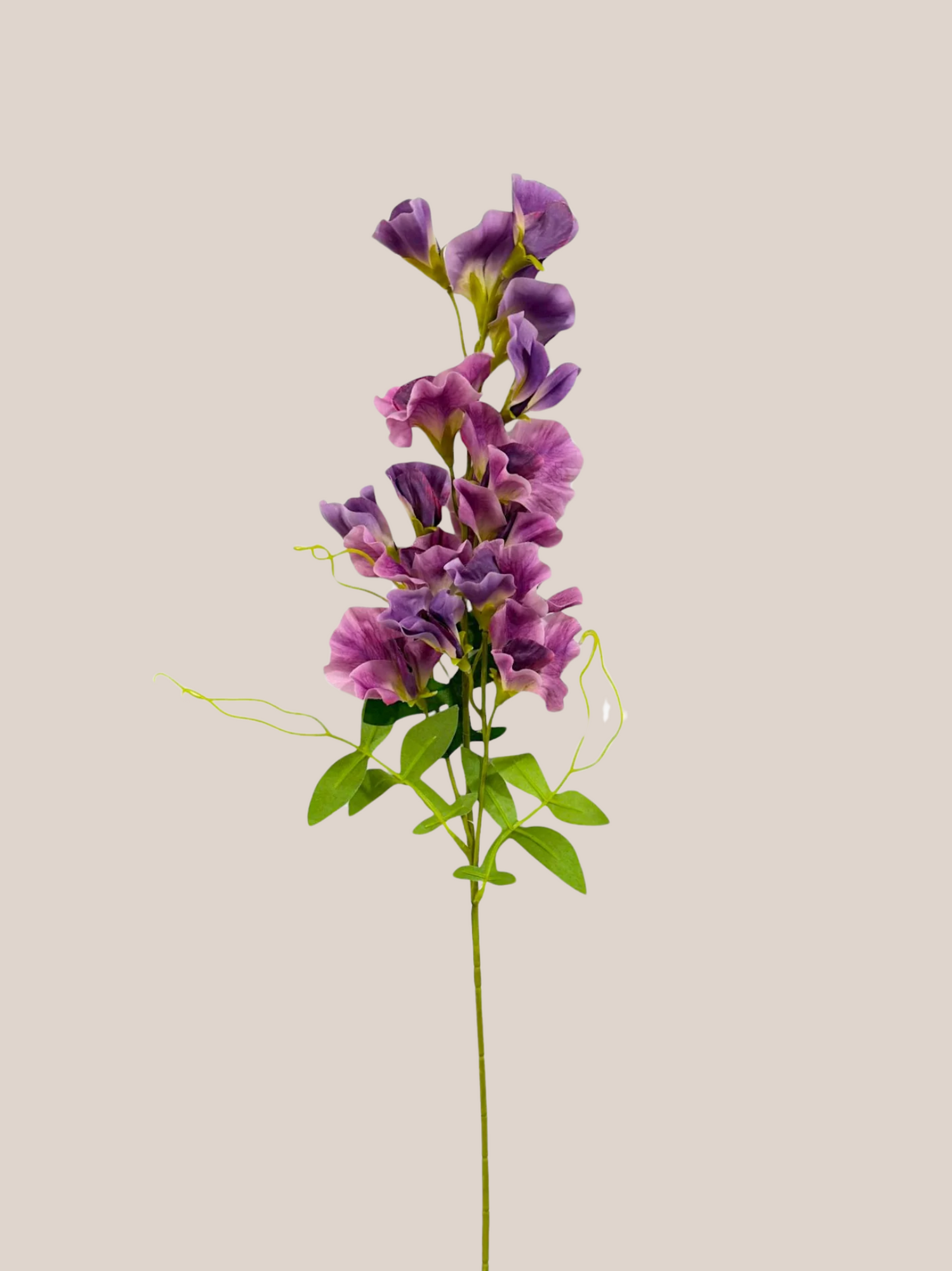 Sweet Pea