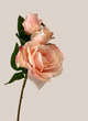 Rosa rosada x3